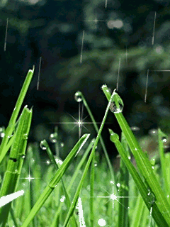 flowers 14.gif